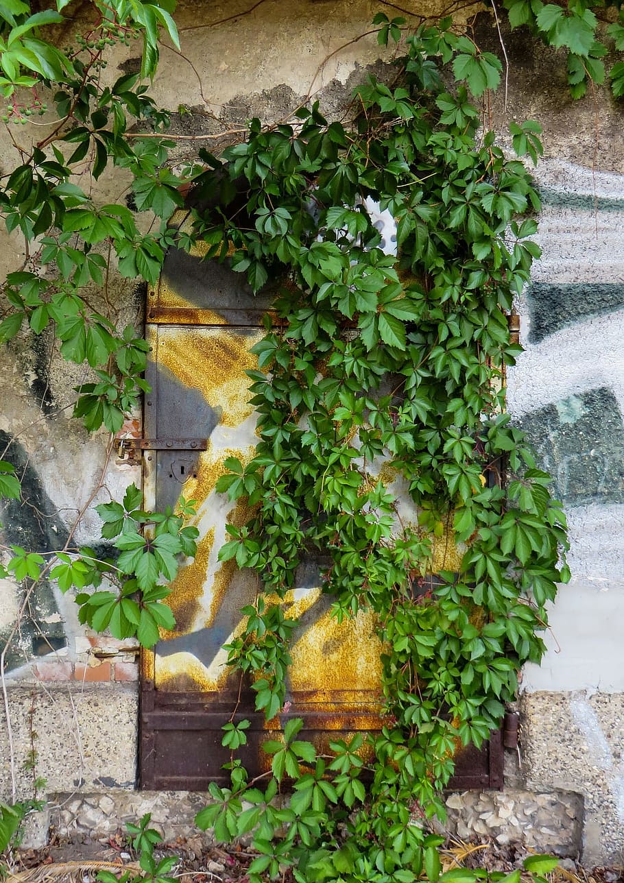 Плющ на стене. Изгородь из старых дверей. Руины плющ Италия. Картинки старинных дверей зеленого цвета. Плющ ростов