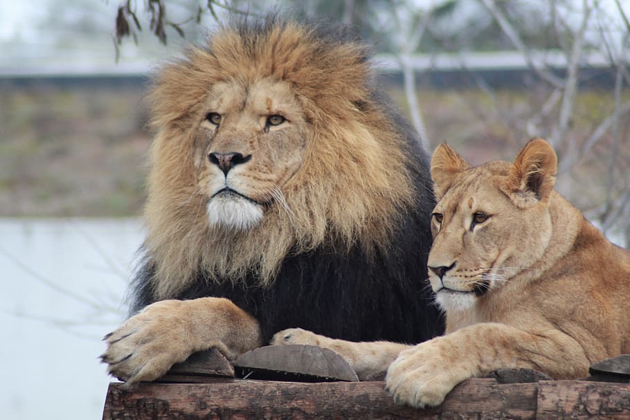 male lion, lioness, lion, lions, zoo, expensive, wildlife, lion - feline, mammal, feline