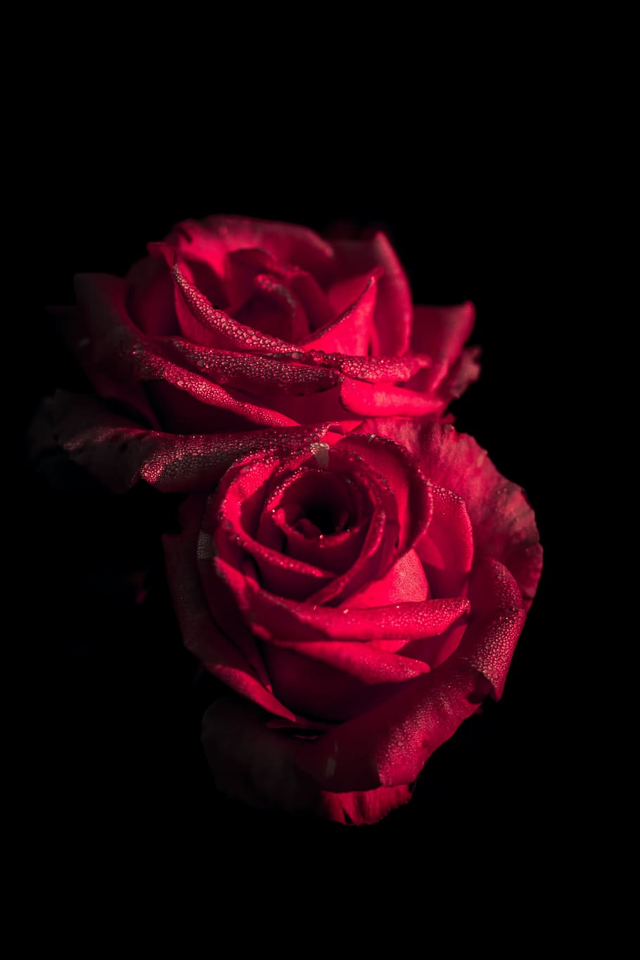 red, flower, rose, petal, nature, plant, blur, dark, rose - flower, flowering plant