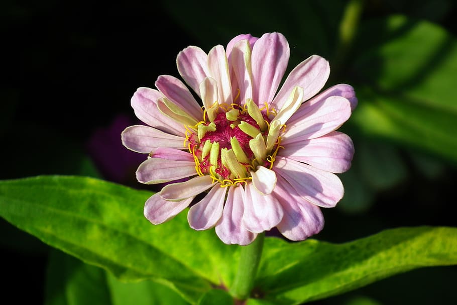 flor, zinnia, naturaleza, verano, macro, jardín, pétalos, floración, planta floreciendo, frescura