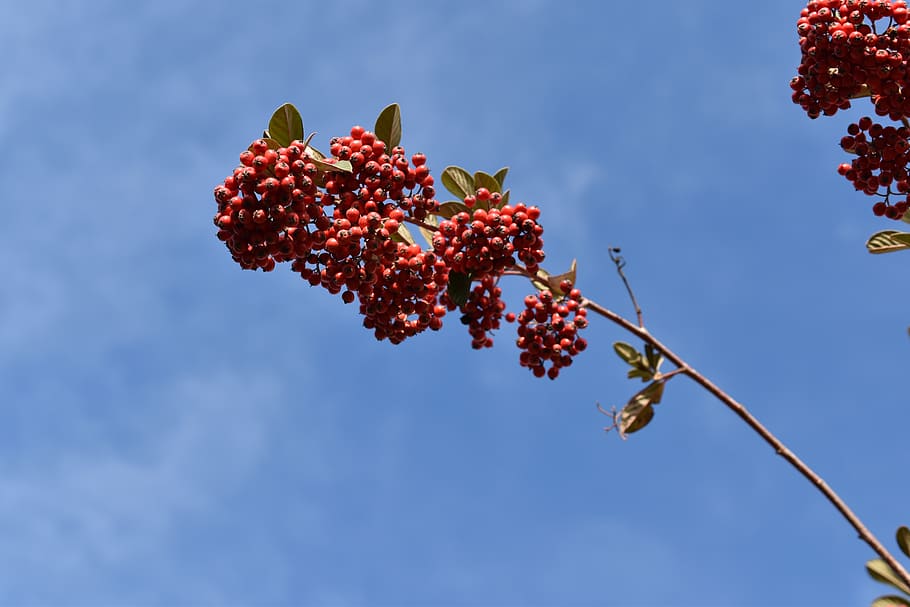 red berries, cotoneaster, plants, shrubs, nature, botany, red, berries, fruit, healthy eating