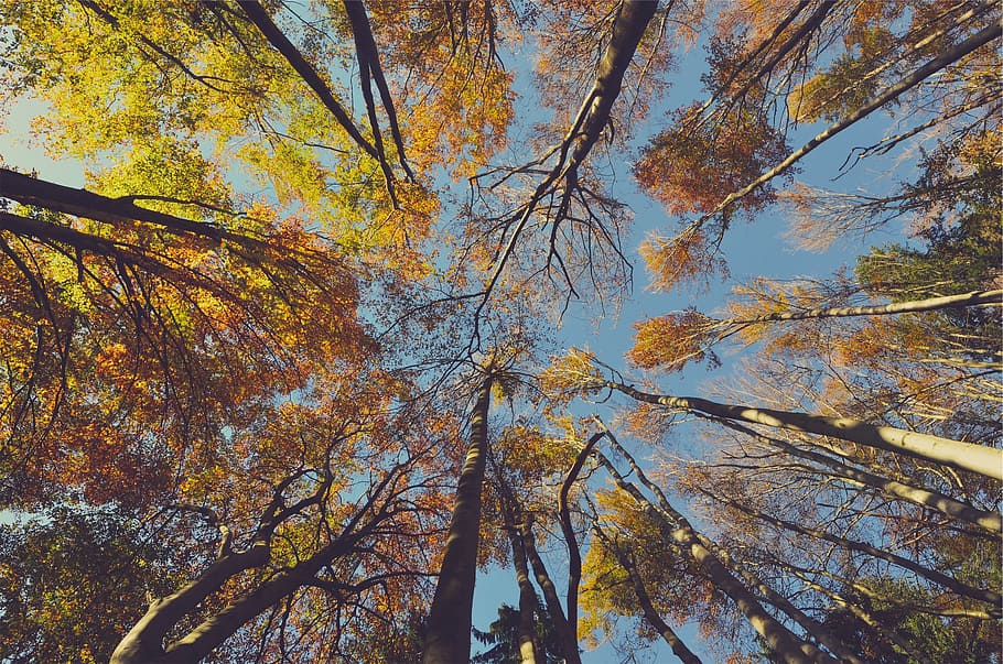 outono, árvores, folhas, azul, céu, árvore, planta, vista de ângulo baixo, beleza da natureza, mudança