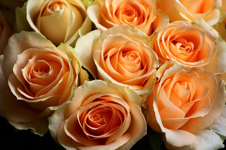 rose, pale, orange, pastel, roses, bloom, flower, roses flowers, flower garden, petals