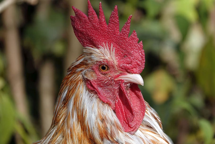 hahn, cockscomb, rooster head, close up, portrait, gockel, poultry, farm, male, animal