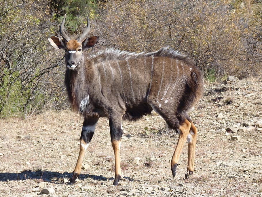 nyala, antelope, nature, animal world, animal, nyala antelopes, south africa, mammal, africa, horns