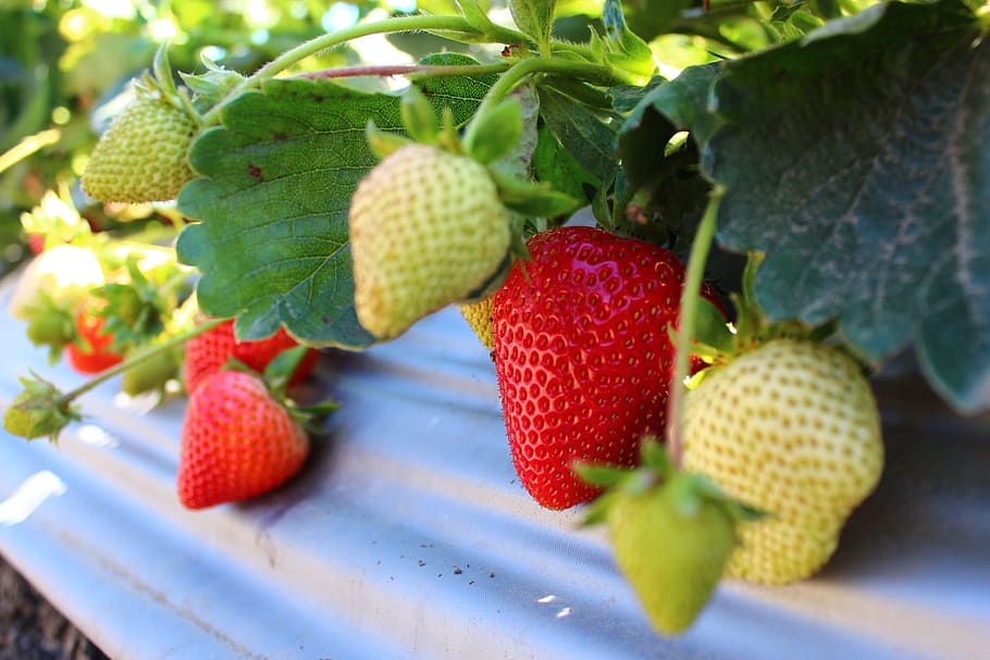 strawberry, field, fruit, plant, vitamins, strawberries, agriculture, healthy eating, food and drink, berry fruit