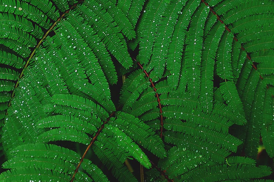 green, plant, leaves, macro, forest, woods, water, drops, green color, leaf