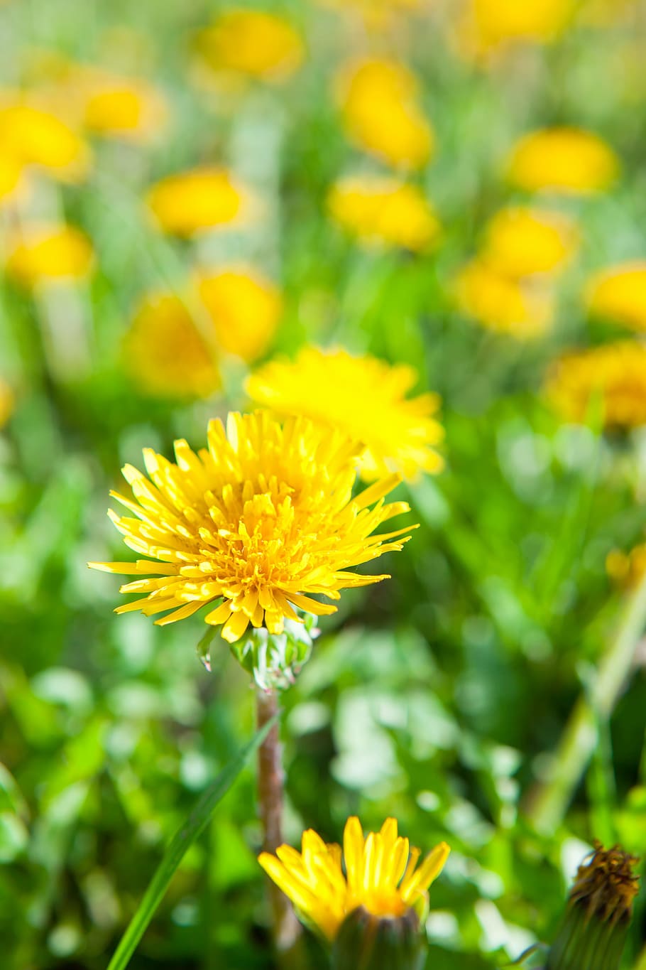 dandelion, background, blossom, bright, colorful, environment, field, flower, grass, green