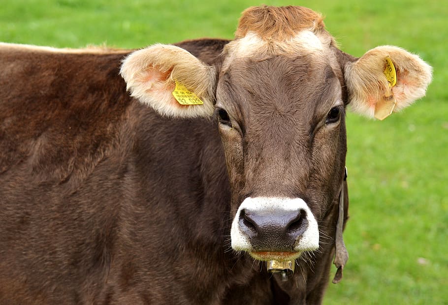 vaca, allgäu, vacas, lindo, rumiantes, ganado lechero, pasto, animal, ganado, prado