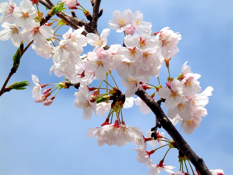 Sakura, rosa, primavera, flor, natureza, ramo, japonês, árvore, cereja, japão