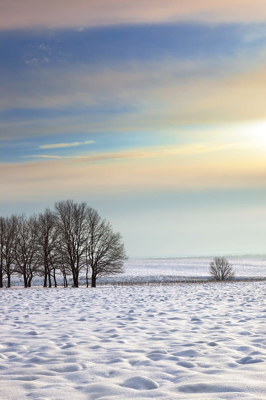 árvore, inverno, ao ar livre, closeup, frio, nevado, natural, branco, silêncio, calma