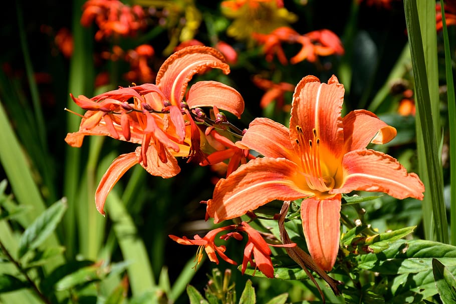 Лилия красно оранжевая. Оранжевые лилии. Оранжевые цветы похожие на лилии. Тигровые лилии букет. Букет с оранжевыми лилиями.