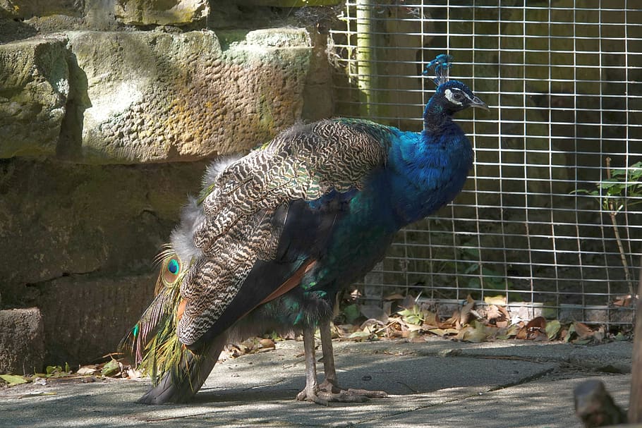 peacock, in the mauser, bird, animal, animal world, creature, blue, feather, plumage, poultry