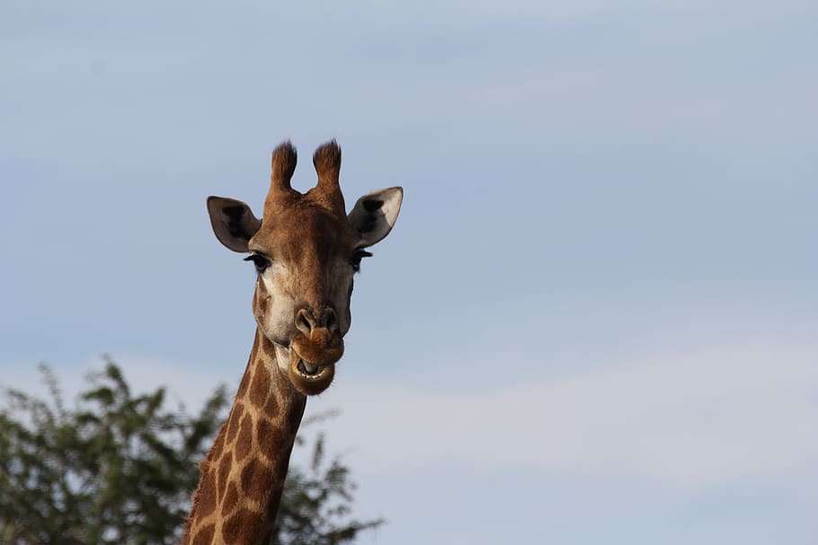 giraffe, portrait, chew, long jibe, south africa, wilderness, head, close up, mammal, animal themes