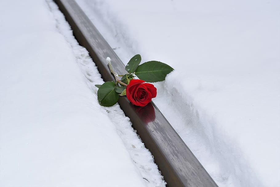 red rose in snow, love symbol, true love never dies, lost love, winter, snowy, romantic, cold, frost, outdoors