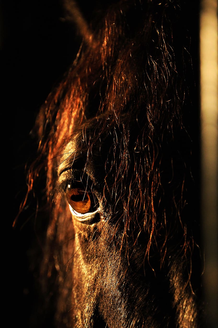kuda, mata, surai, potret, vraník, hitam, kepala, detail, kuda jantan, mengkilap
