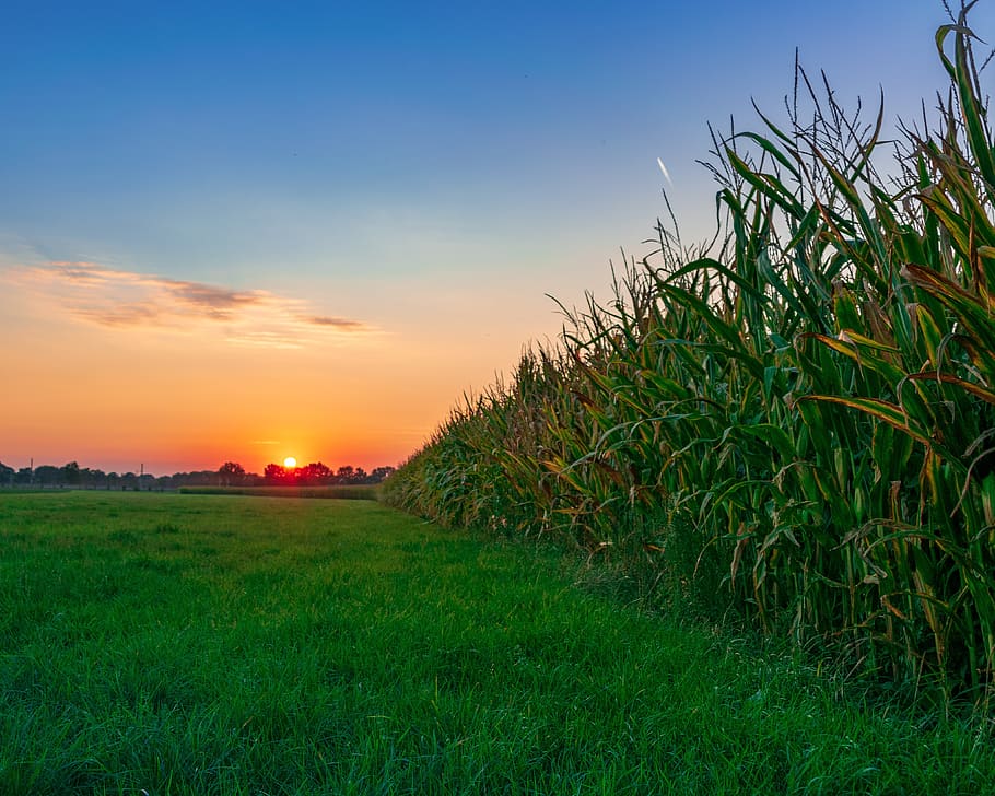 evening sky, cornfield, arable, corn, evening, twilight, mood, afterglow, summer, sunset