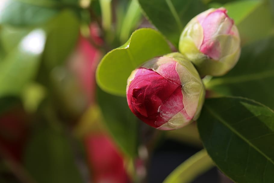 camelias, brote, camelia, rojo, jardín, planta, hoja, parte de la planta,  primer plano, belleza en la naturaleza | Pxfuel