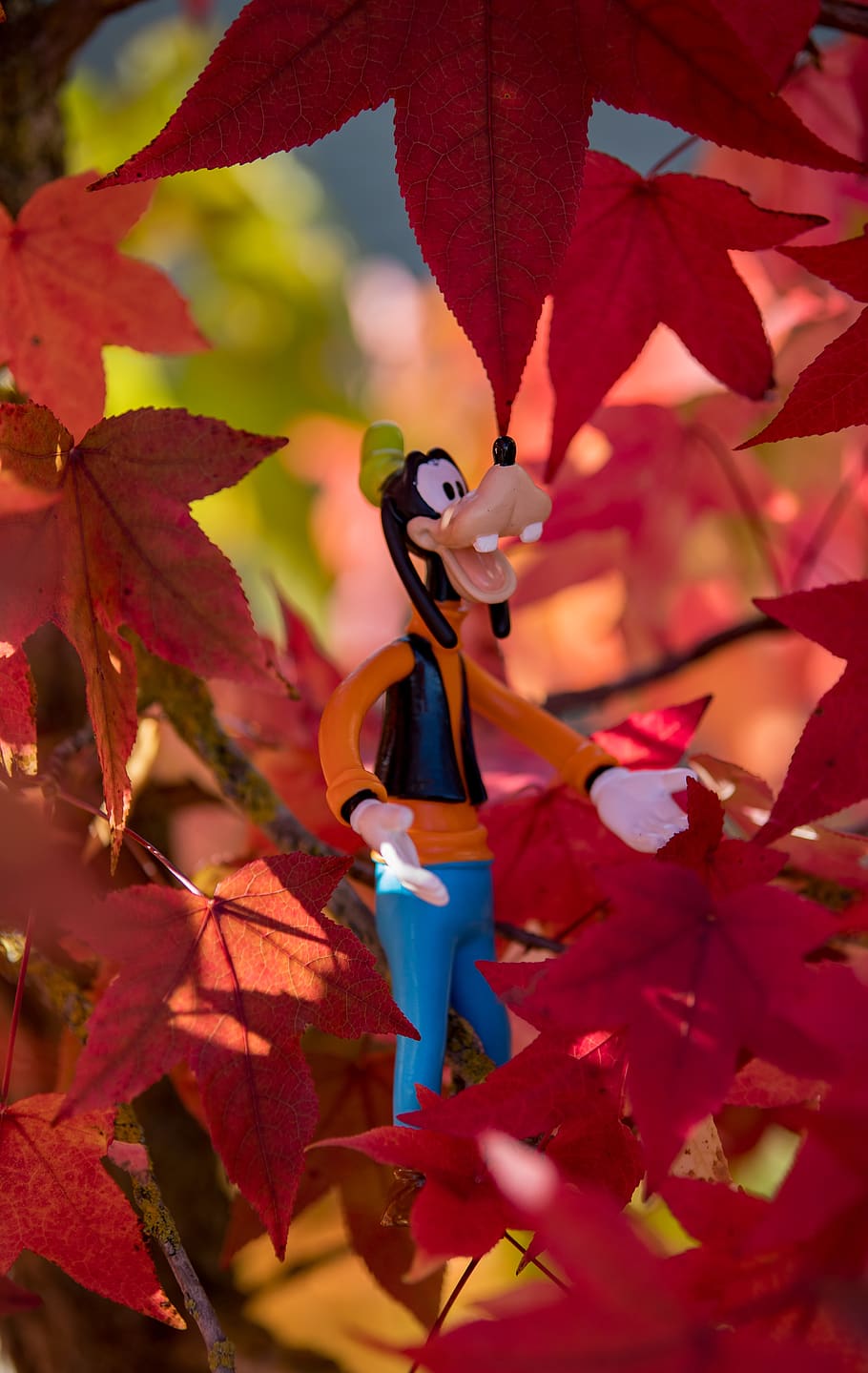 disney, autumn, goofy, still life, season, forest, human representation, plant, leaf, close-up