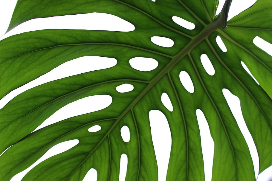 plant, leaf, growth, environment, fresh, monstera, green color, plant part, pattern, nature