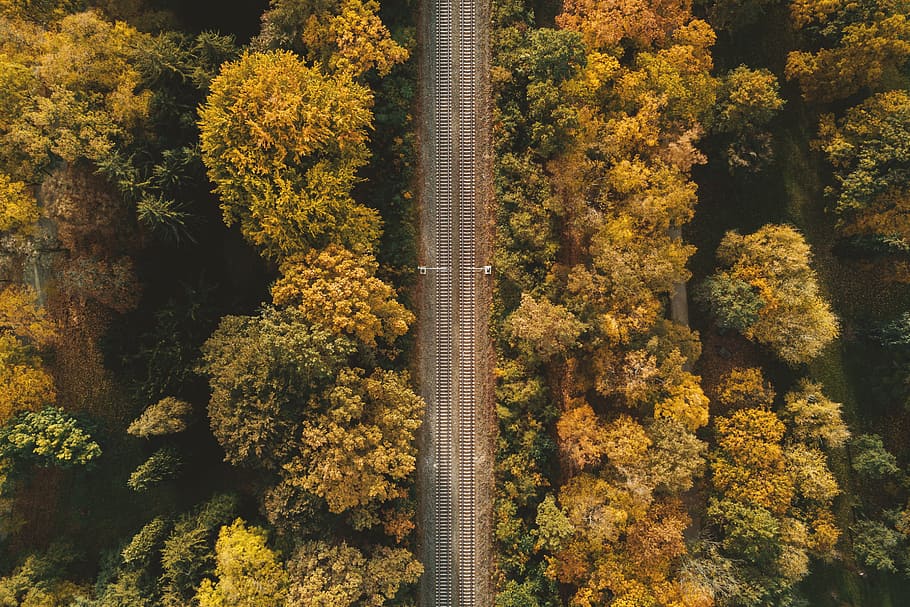 railway, autumn forest, aerial, view, plant, tree, autumn, growth, beauty in nature, day