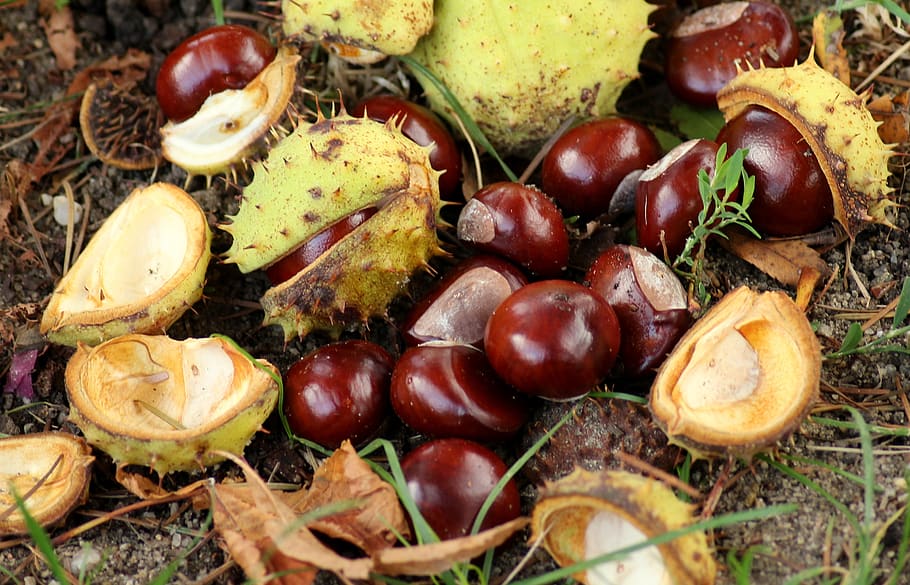 chestnuts, autumn, collapse, the fruits of horse chestnut, season, october, brown, figure, in the fall, nature