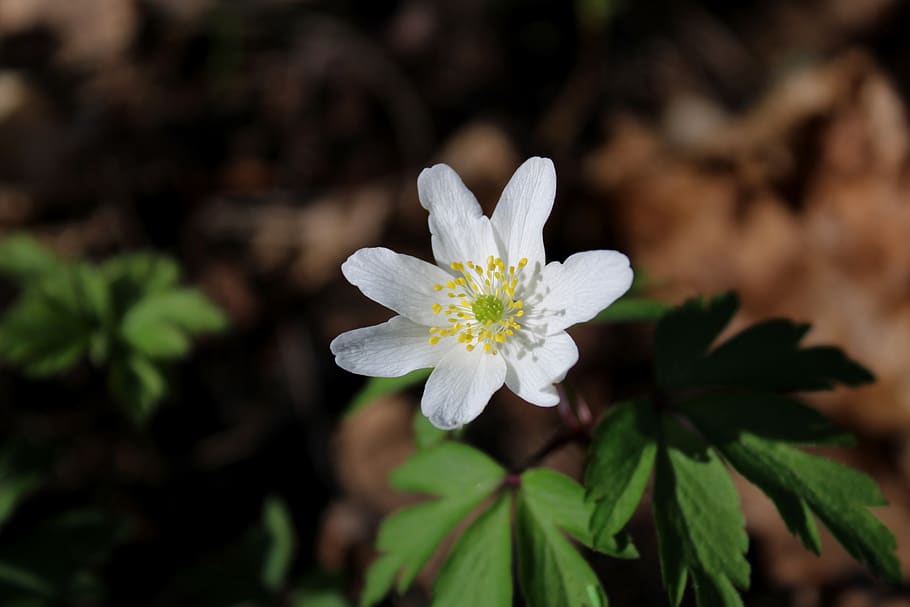 anémona de madera, flor, primavera, naturaleza, planta, pétalos, flor  silvestre, frescura, planta floreciendo, crecimiento | Pxfuel