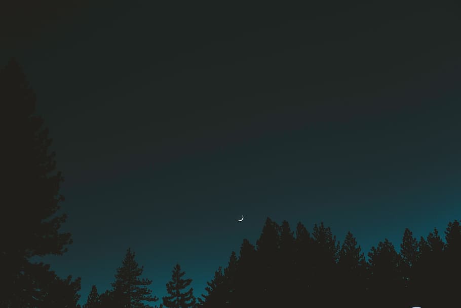 dark, night, sky, moon, trees, plant, nature, silhouette, tree, beauty in nature