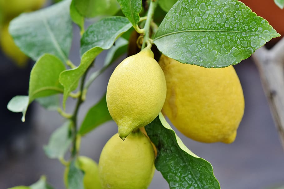 lemon, jeruk nipis, pohon lemon, buah jeruk, buah, vitamin, sehat, nutrisi, makanan, juicy