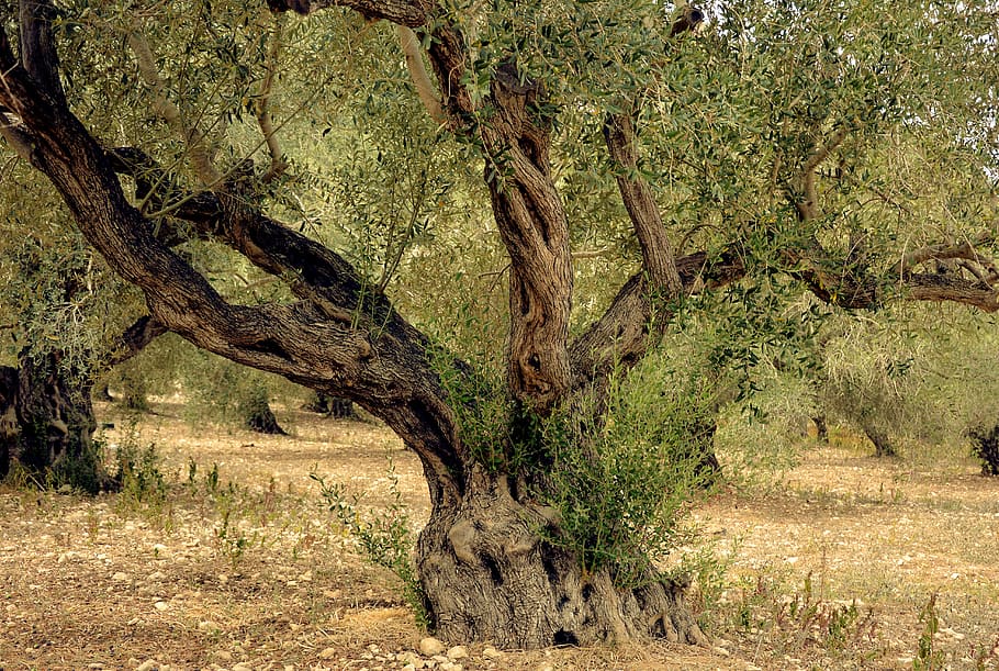 olivo, aceitunas, árbol, naturaleza, plantación, agricultura, mediterráneo, tribu, viejo, nudoso