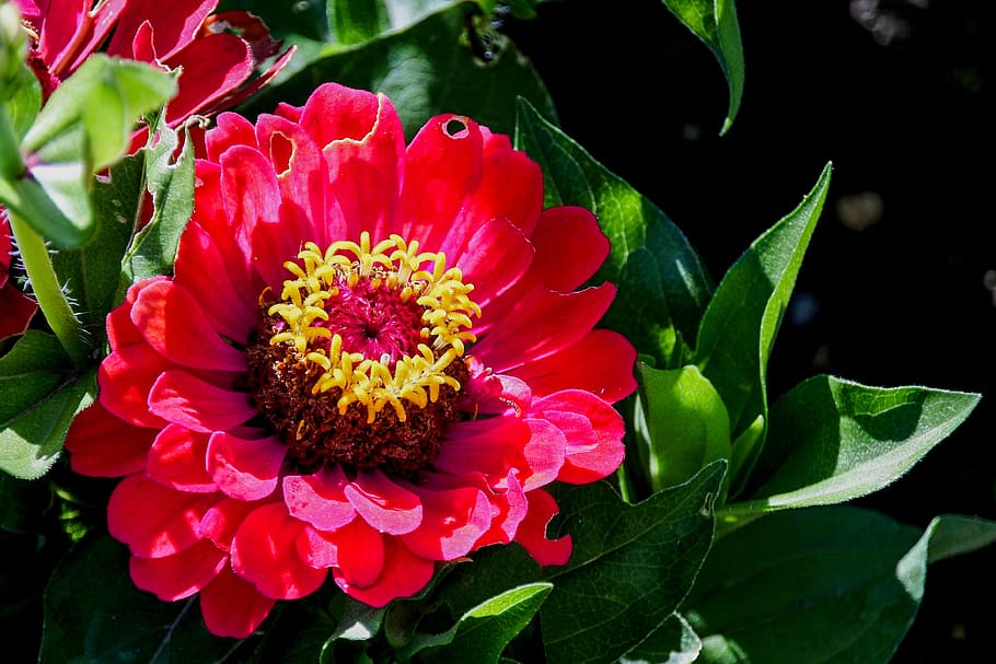 Red Zinnia Flower