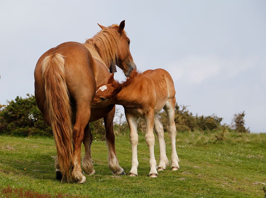 horse, mare, colt, mammal, pastures, horses, animals, grass, nature, breastfeeding