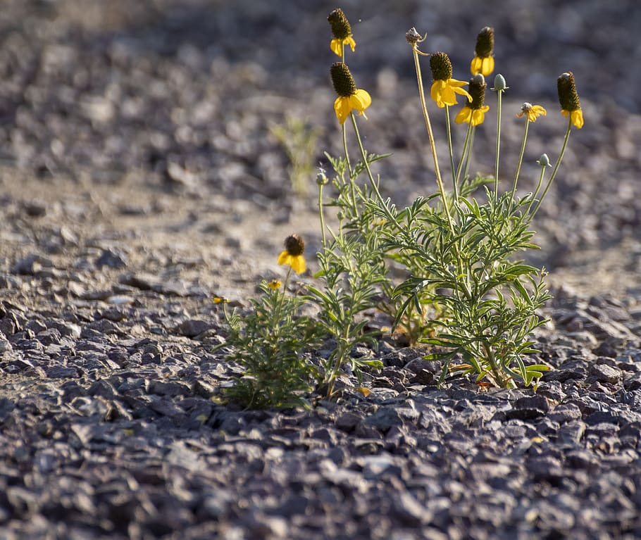 gravel, yellow flower, desert flower, drought tolerant, plant, perennial, flower, wild flower, flower in the road, growth