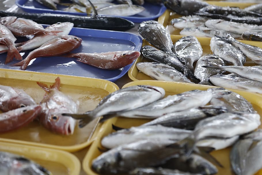 seabass, ikan, laut, air, nelayan, makanan laut, makanan, makanan dan minuman, kesegaran, untuk dijual